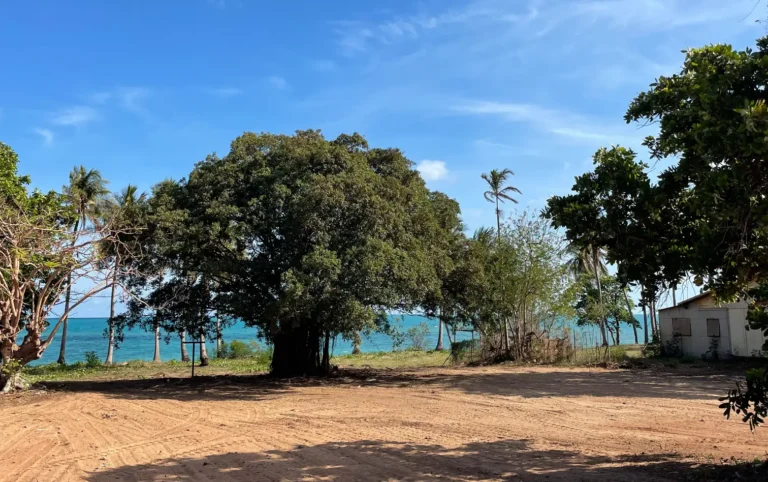 Coastal landscape with trees and clear blue sky.